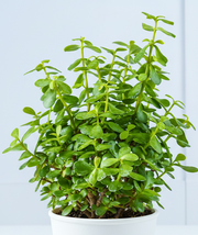 Jade Plant